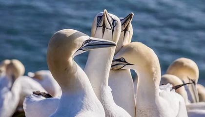 九游APP-骑士队球员集体感冒！战力受损！，骑士 队员