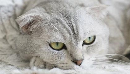 九游娱乐下载-伊朗男足时隔12年重返奥运四分之一决赛，伊朗男足主场